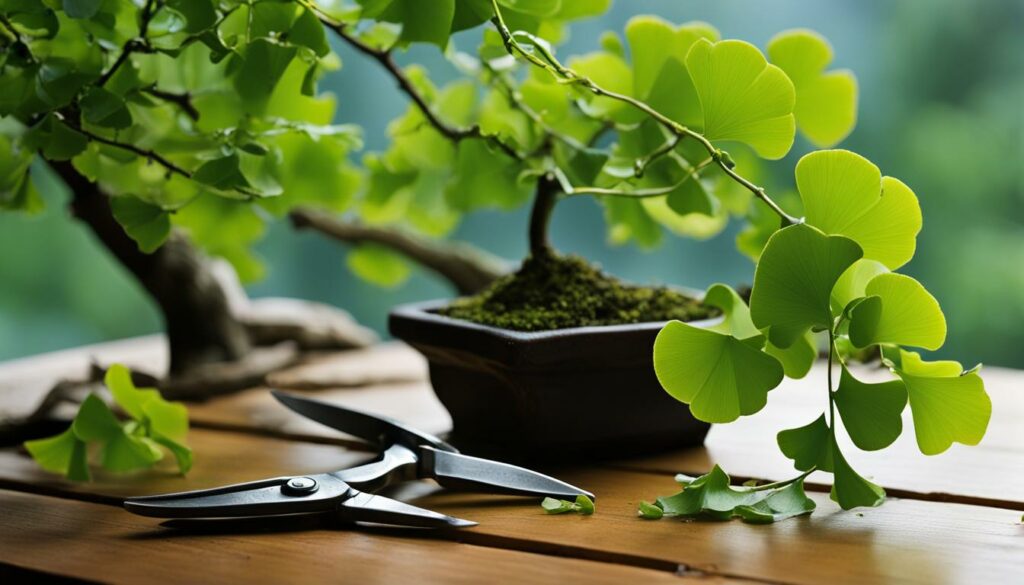 Ginkgo bonsai pruning