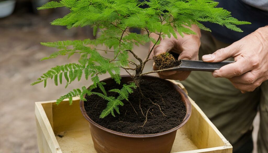 Growing Albizia Mimosa Bonsai