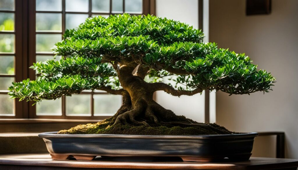 Growing Conditions for Japanese Holly Bonsai