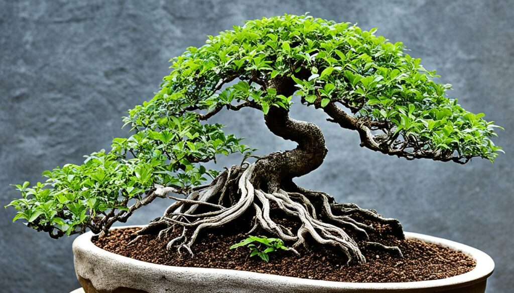 Hackberry bonsai