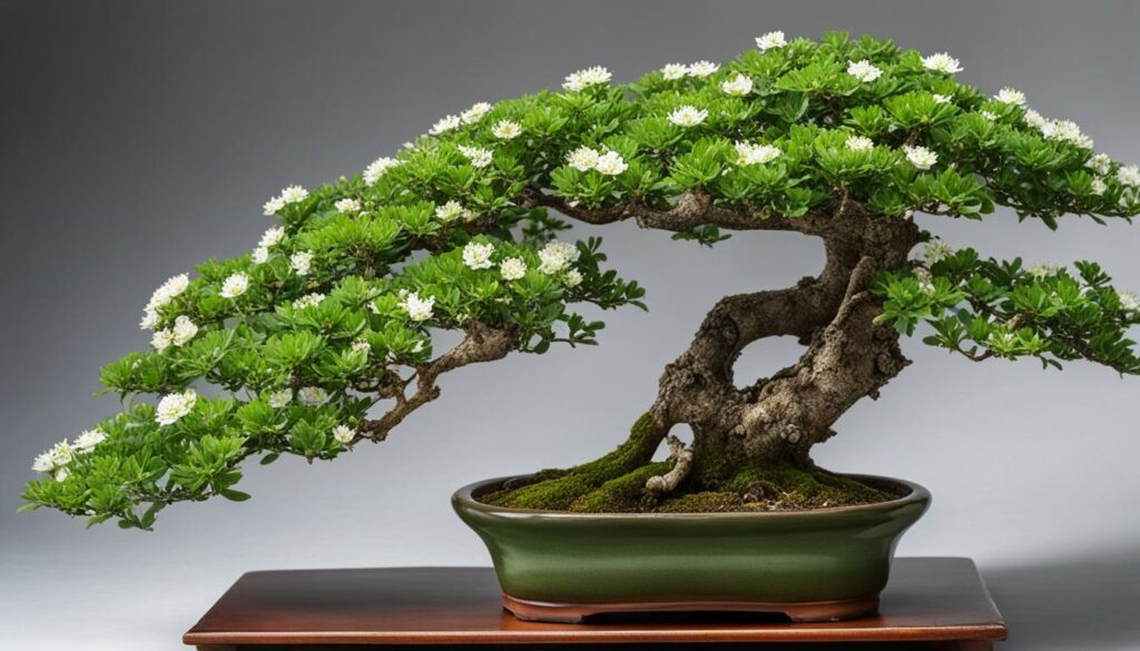 Hawthorn bonsai