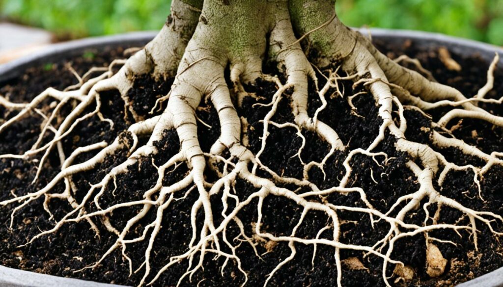 Healthy bonsai root system