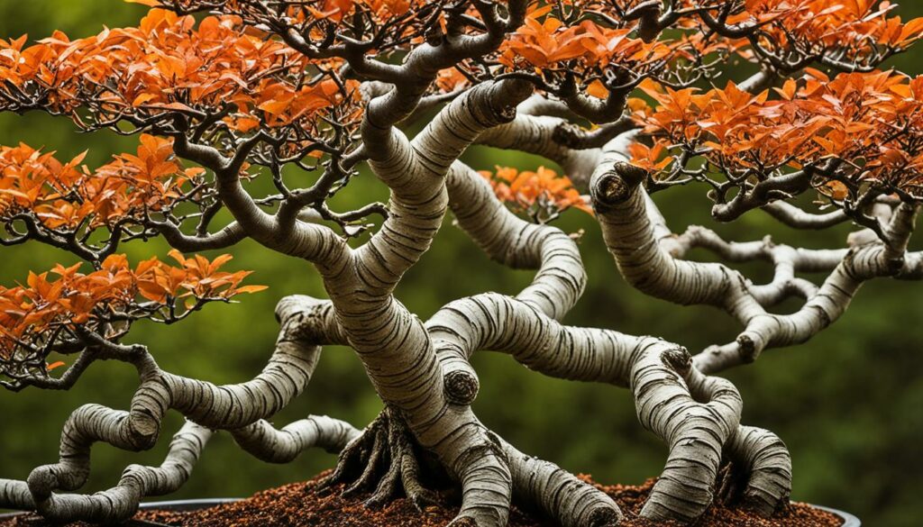 Hornbeam Beech Bonsai