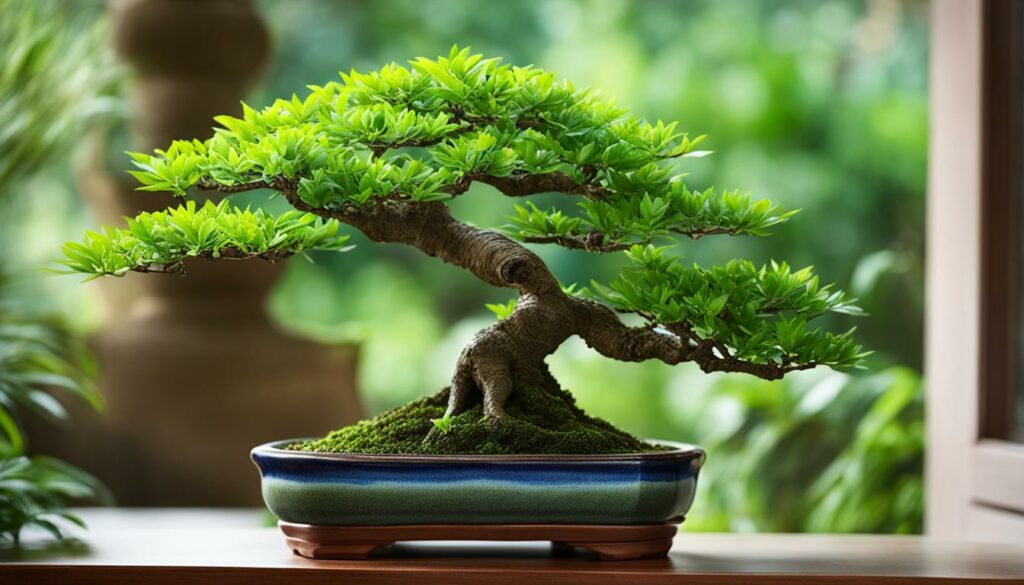 Indoor Bonsai