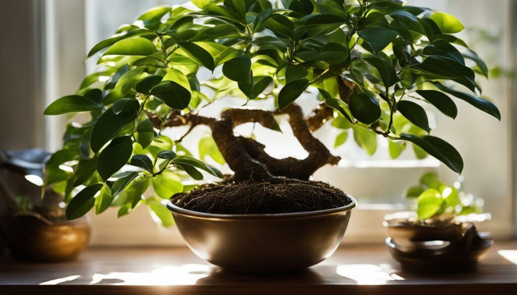 Indoor Ficus Bonsai Care