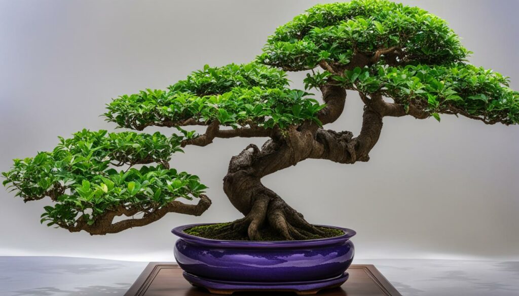 Jabuticaba bonsai