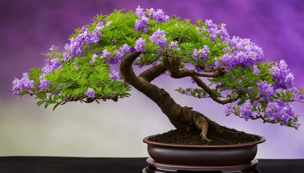 Jacaranda bonsai