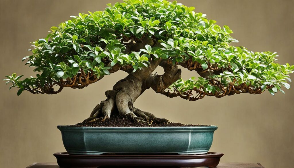 Jade Tree Bonsai