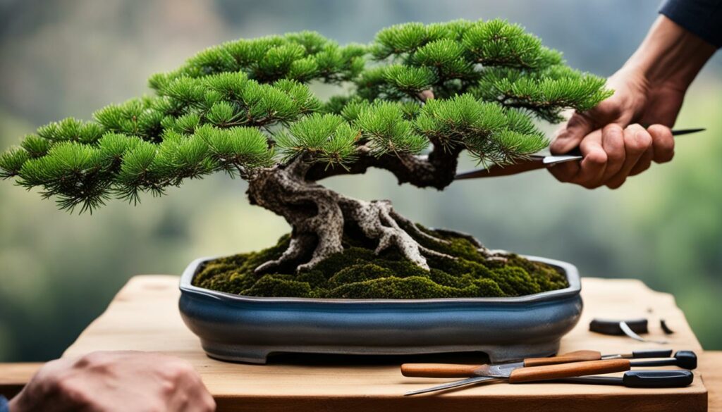 Juniper Bonsai Care