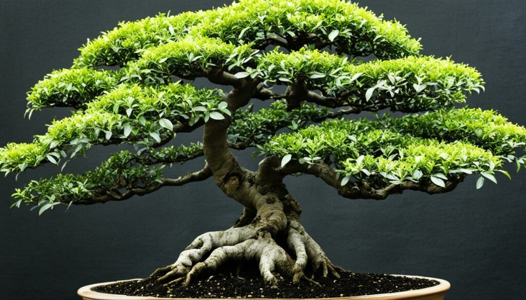 Ligustrum bonsai