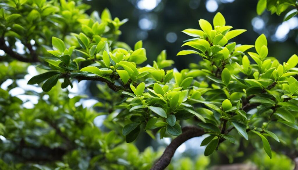 Ligustrum bonsai with aphids