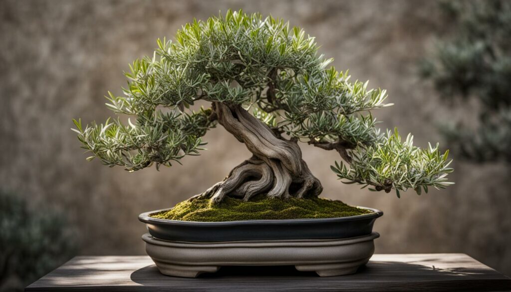 Olive Bonsai Symbolism