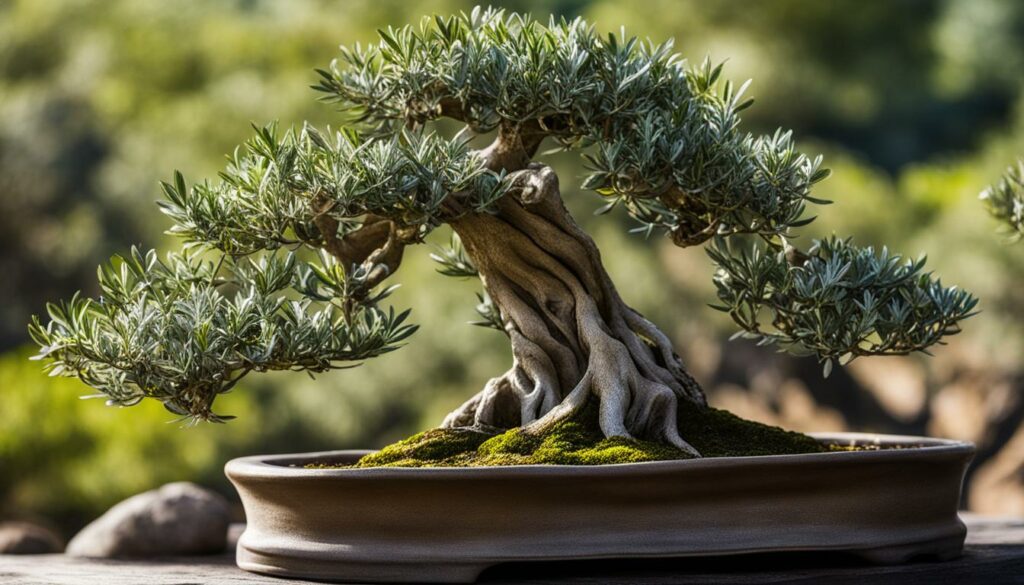 Olive bonsai