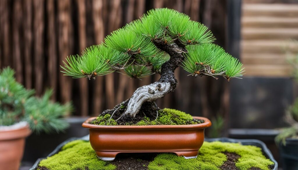 Pine bonsai care