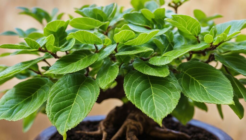 Sageretia Theezans indoor bonsai Chinese sweet plum