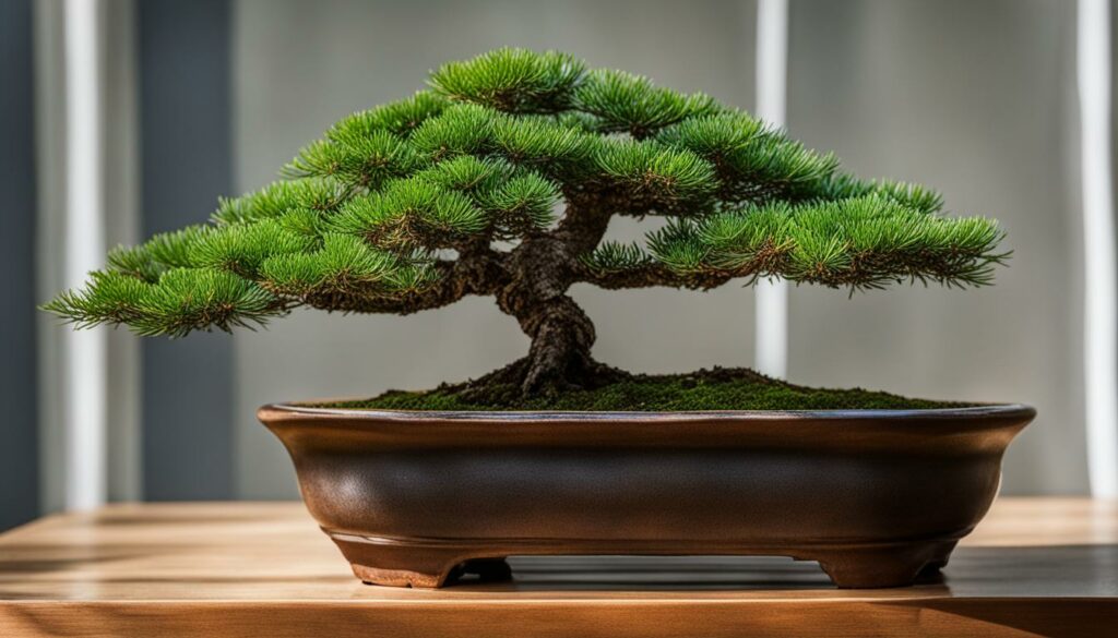 Spruce bonsai tree in a ceramic pot