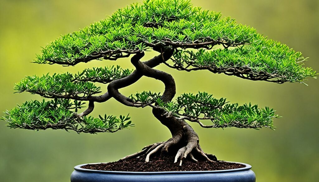 Thorned Acacia bonsai tree