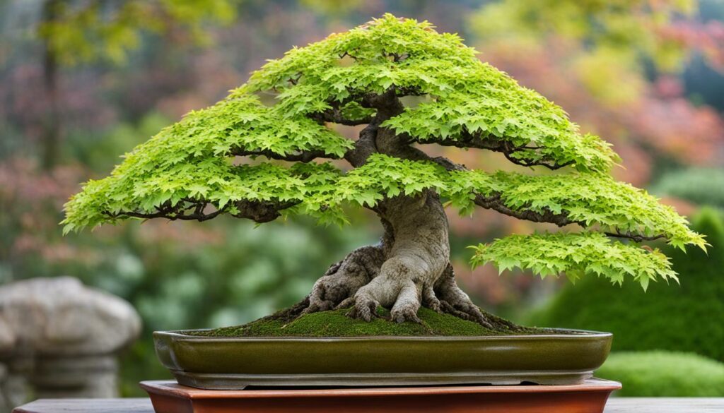 Trident maple bonsai