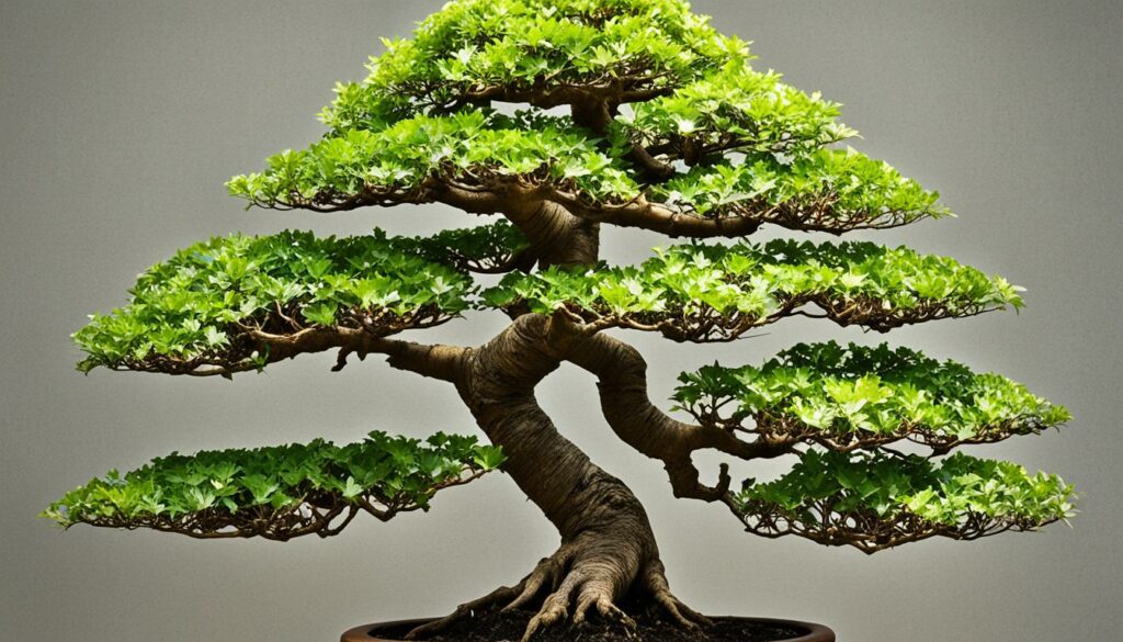 Trident maple bonsai in formal upright style