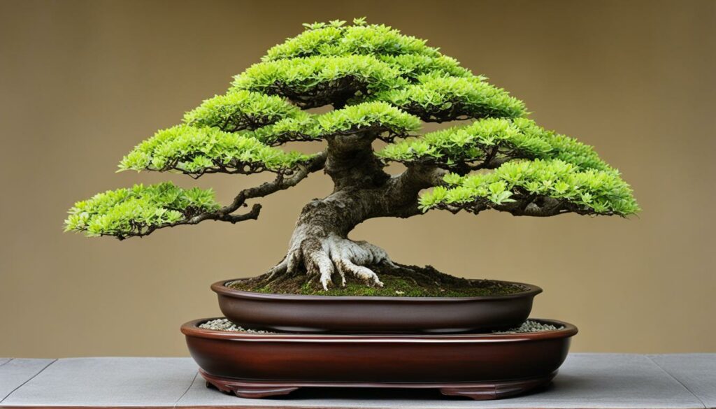 Trident maple bonsai in slanting style
