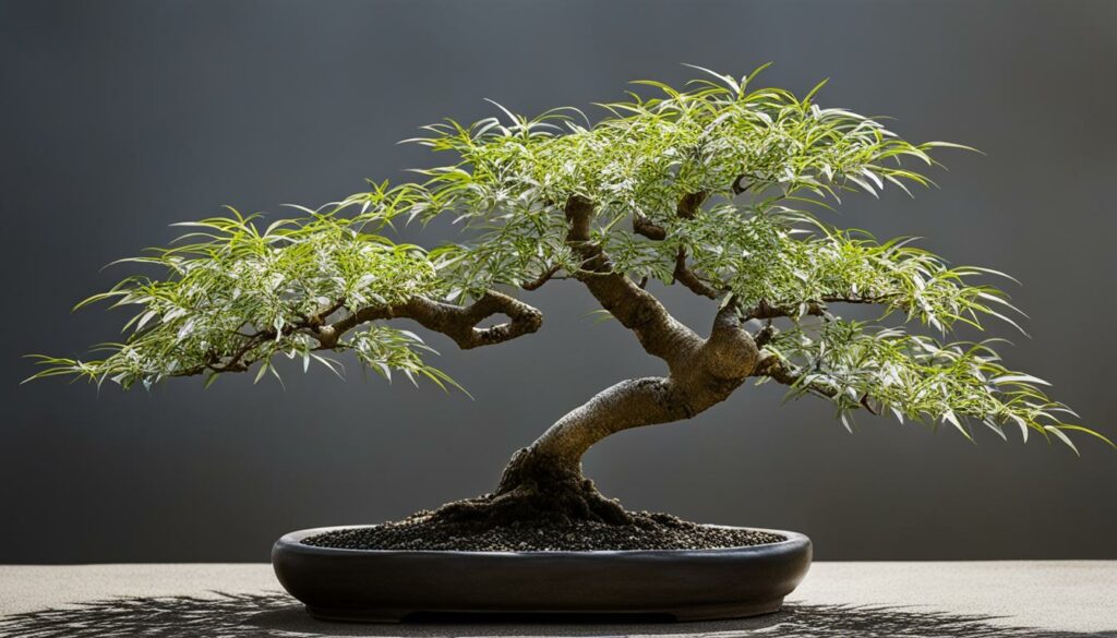 Willow bonsai