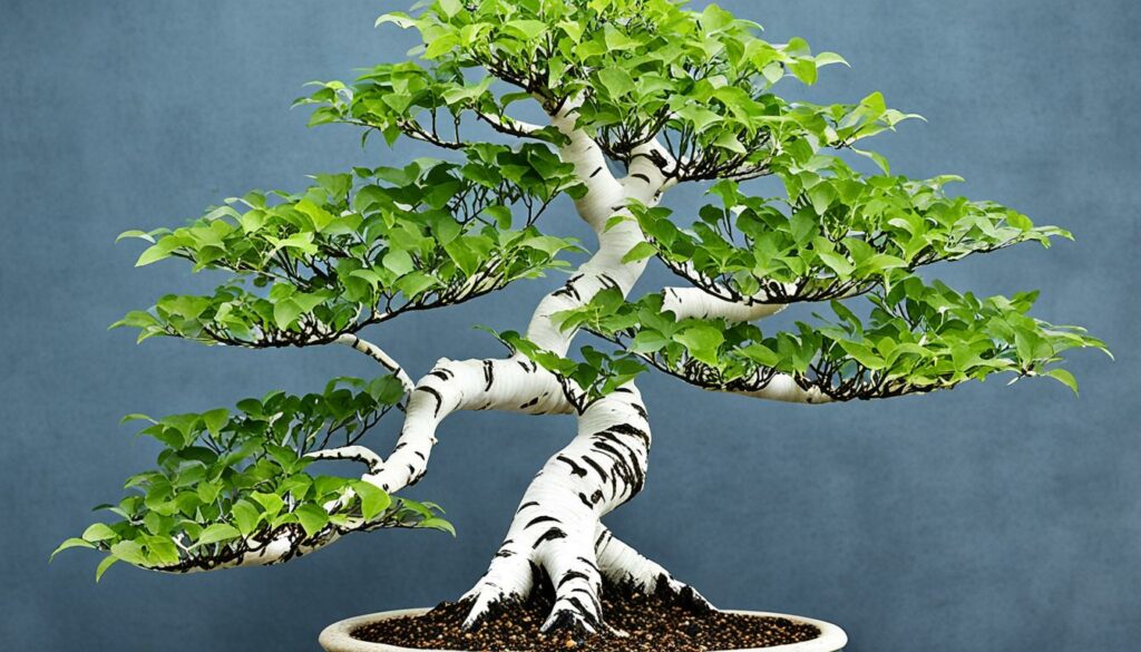 betula bonsai