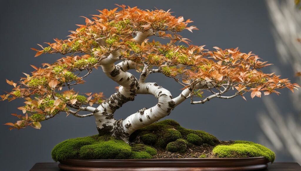 birch bonsai