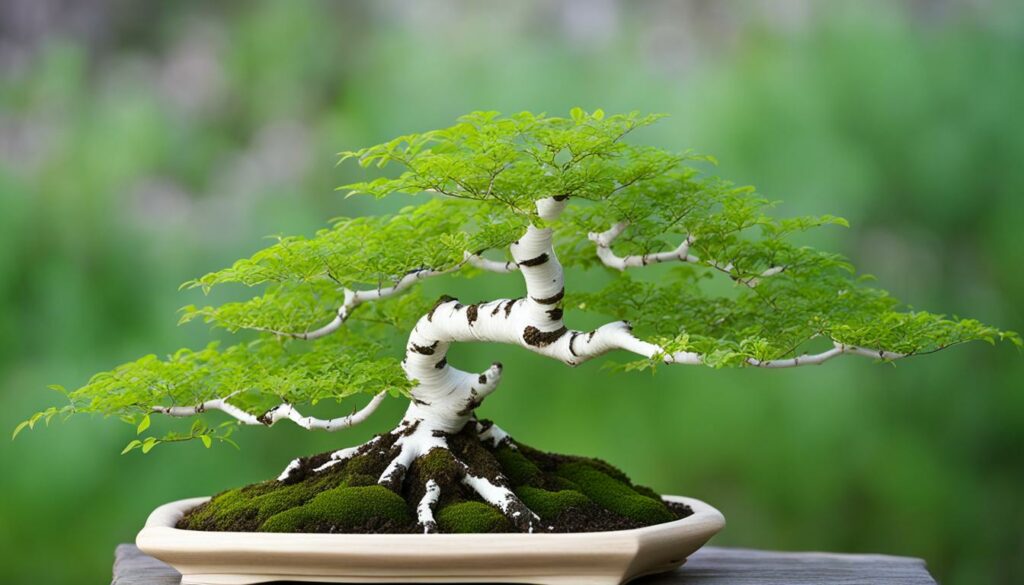 birch bonsai