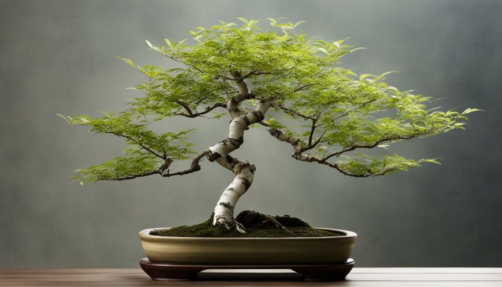 birch bonsai