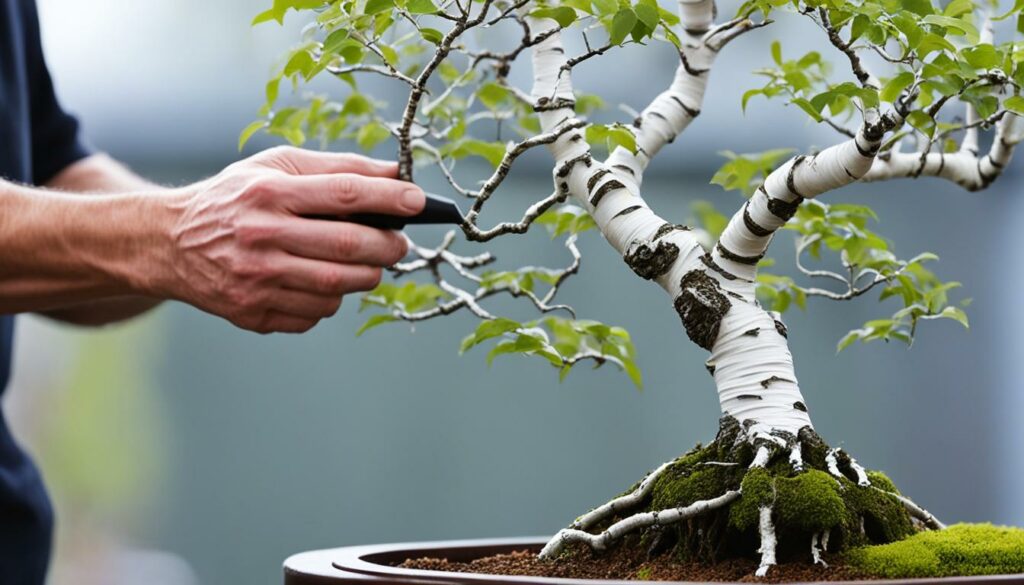 birch bonsai pruning