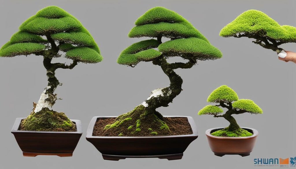 bonsai reproduction