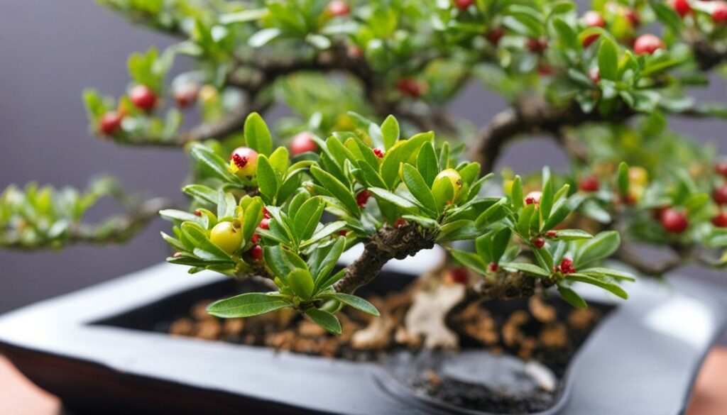 dwarf pomegranate bonsai tree