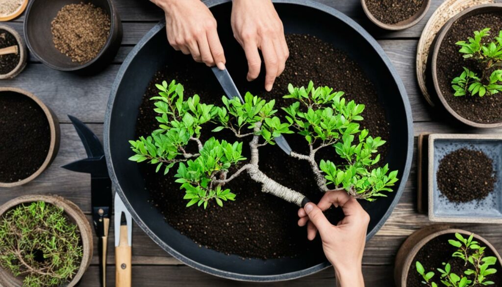 elm bonsai care