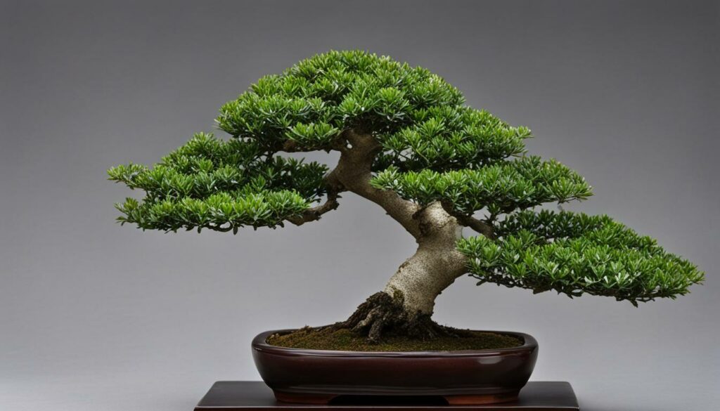 holly bonsai