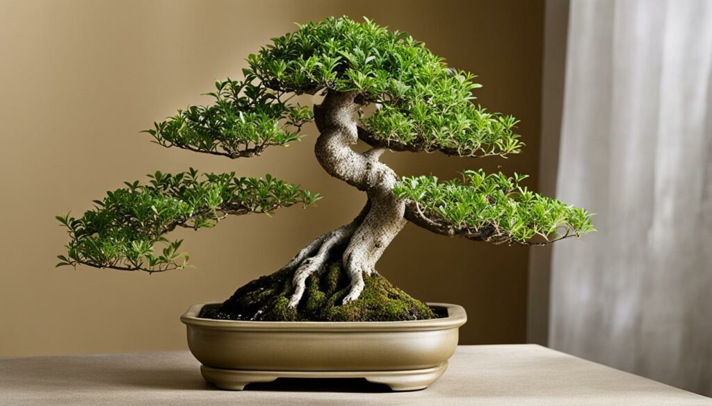 indoor bonsai