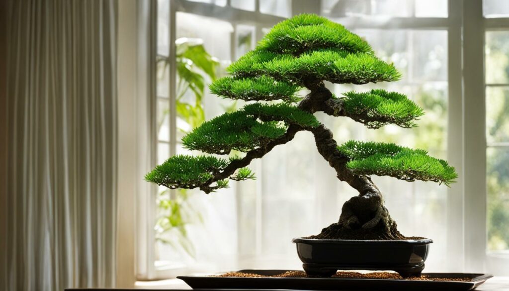 indoor bonsai