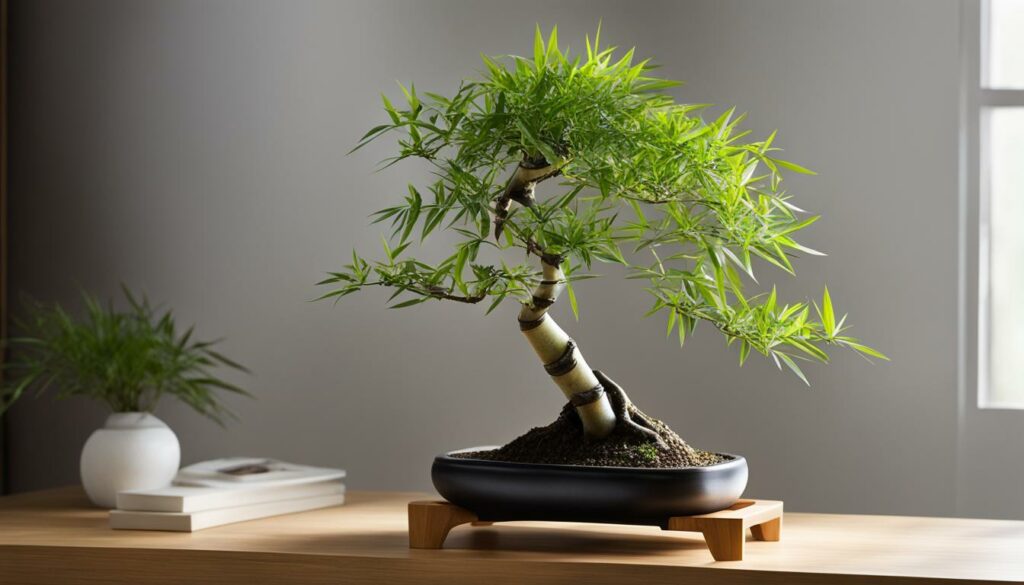 indoor bonsai species