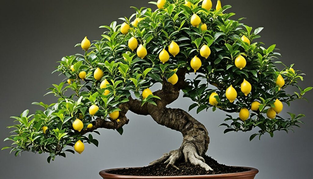 lemon bonsai