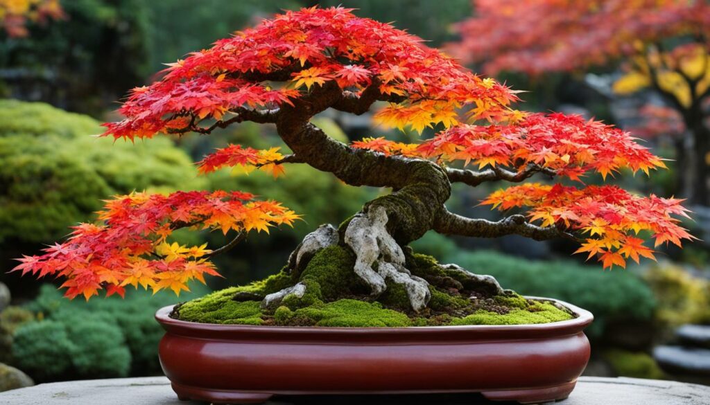 maple bonsai