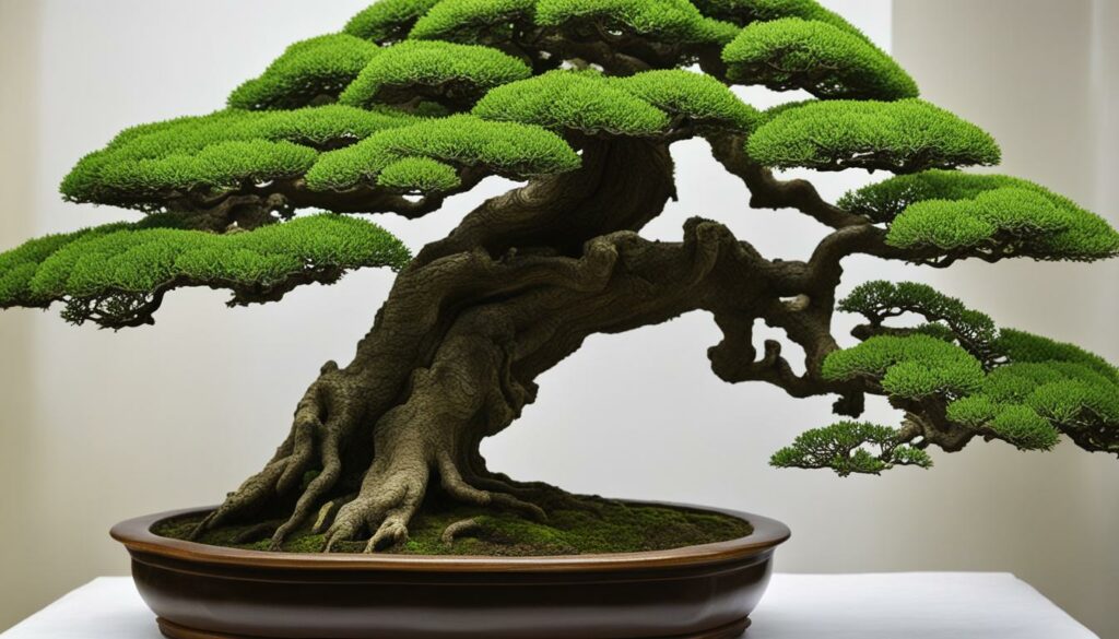 oak bonsai