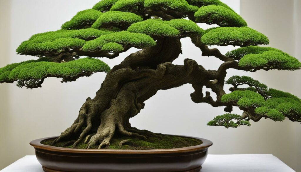 oak bonsai