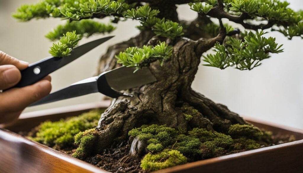 oak bonsai care