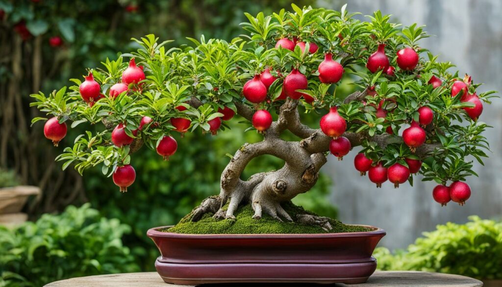 pomegranate bonsai