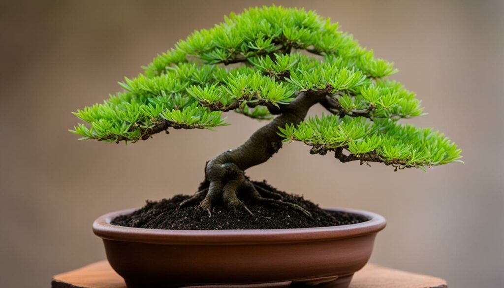 starter bonsai