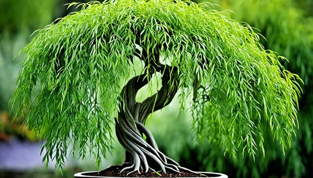 weeping bonsai pruning